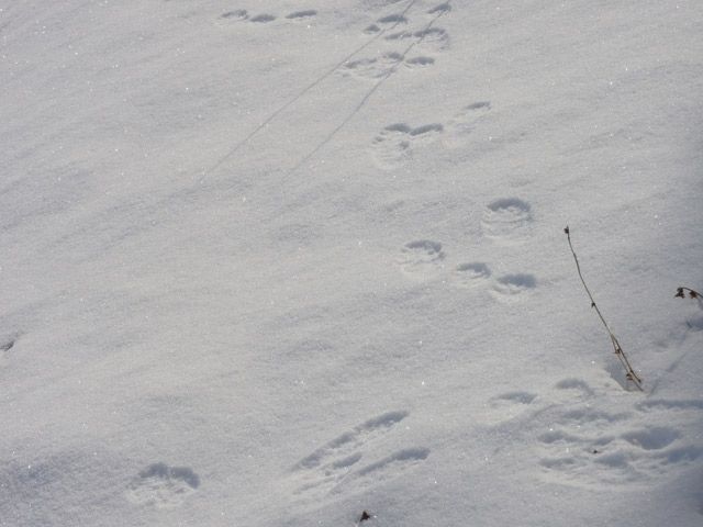 雪解風うさぎ足跡消しにけり 自由に五七五 楽天ブログ