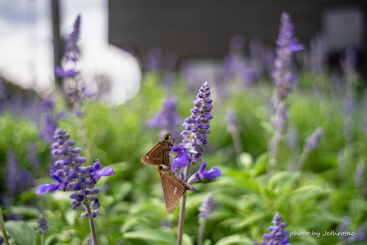 Super-Takumar 28mm F3.5（前期型）やいかに... | ♡ With My Cobby