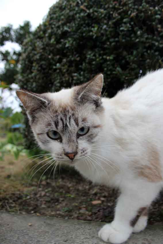 我が家のニャンコ♪2013/11/10-2