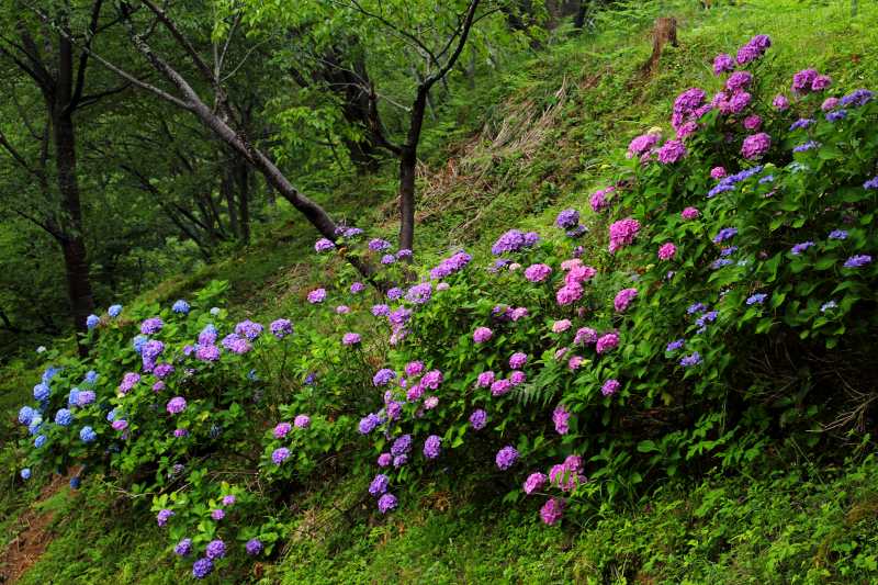 吉野山の紫陽花_04.jpg