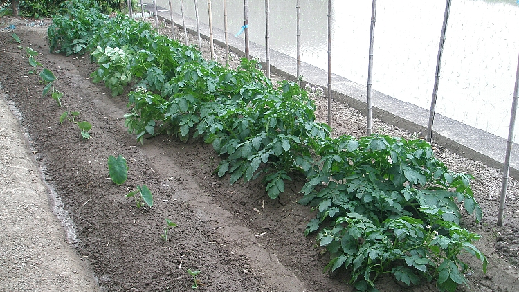 2012 ひまわりの発芽5.jpg