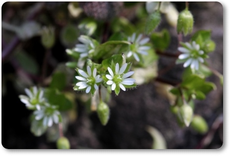 大乗寺丘陵公園-9 ハコベ 14.3.17