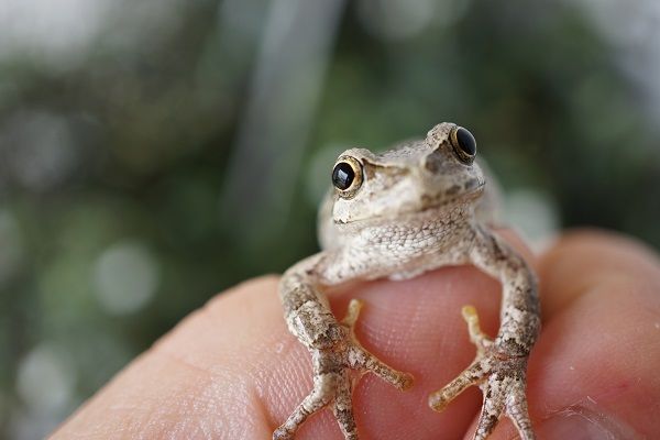 ルドベキア マキシマの発芽 あべいち徒然日記 楽天ブログ