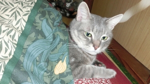 CIMG0239 (300x169).jpg