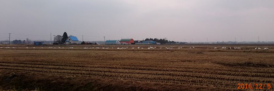 １２／５白鳥がいた.jpg