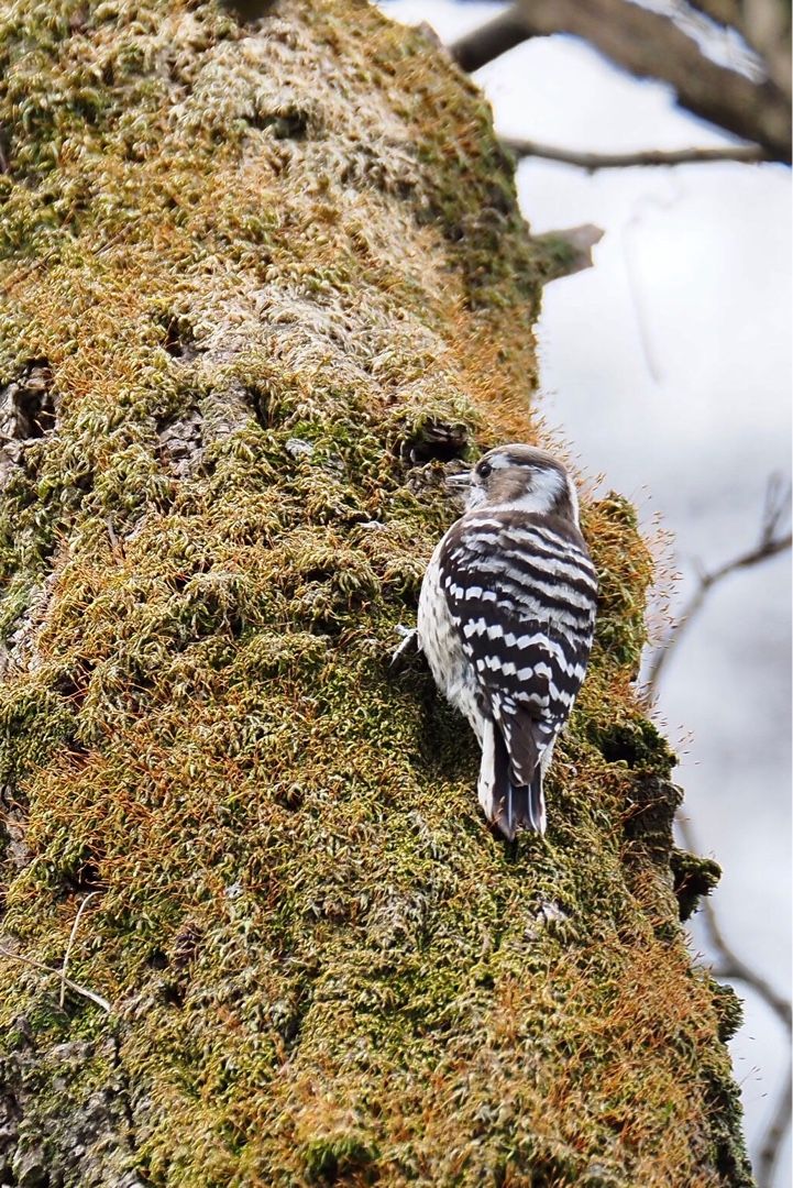 大忙しのコゲラさん とりさんぽ 楽天ブログ 大忙しのコゲラさん とりさんぽ 楽天ブログ