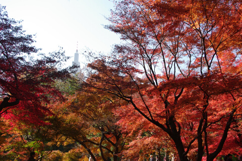 新宿御苑の紅葉