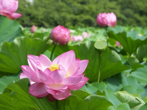 上野不忍池にて