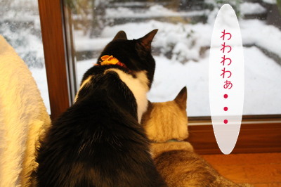 20130114151241_w_400_h_266_1003671.jpg