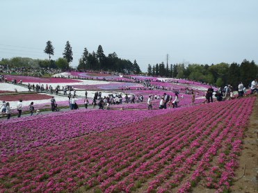 芝桜２