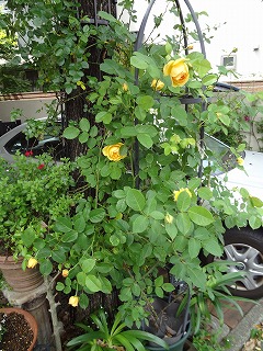 DSC00985.jpg