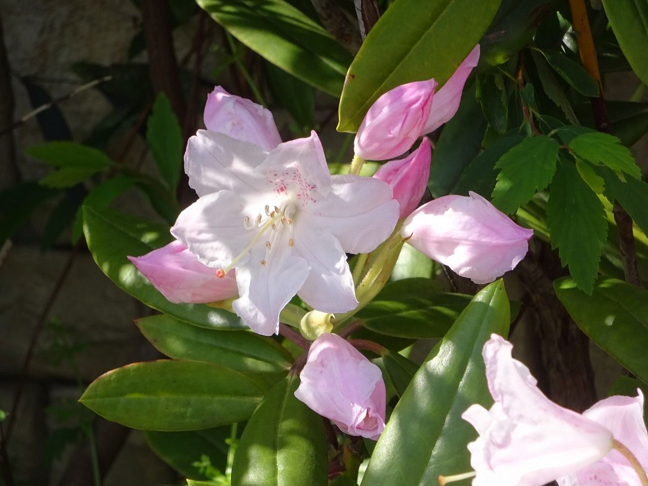 ４月６日 今日の一花 その２ シャクナゲ 石楠花 Gazengamaのブログ 散歩中に出合った花と趣味の陶芸作品 楽天ブログ