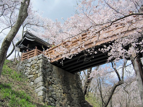 高遠桜2.JPG