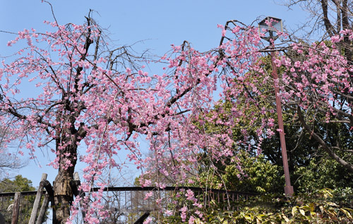 桜１