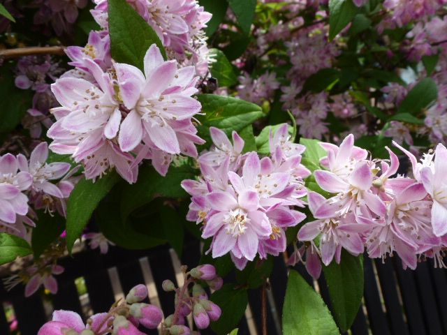 桜ウツギ 更紗空木 白花八重空木 紫陽花 数種類 写真あり 私の好きな花 楽天ブログ