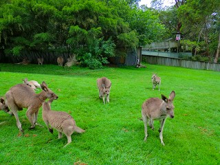 カンガルー