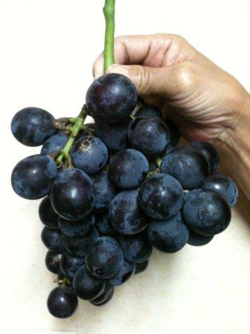 ぶどう　20121006　2.jpg