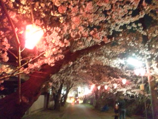 さよなら今年の桜