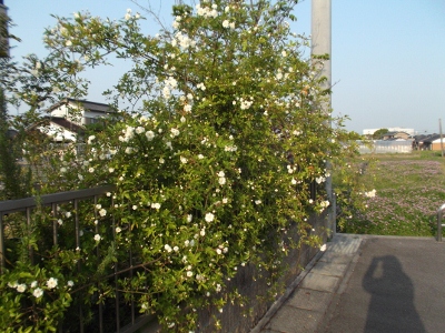 DSCF1219 (400x300).jpg