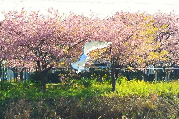 河津