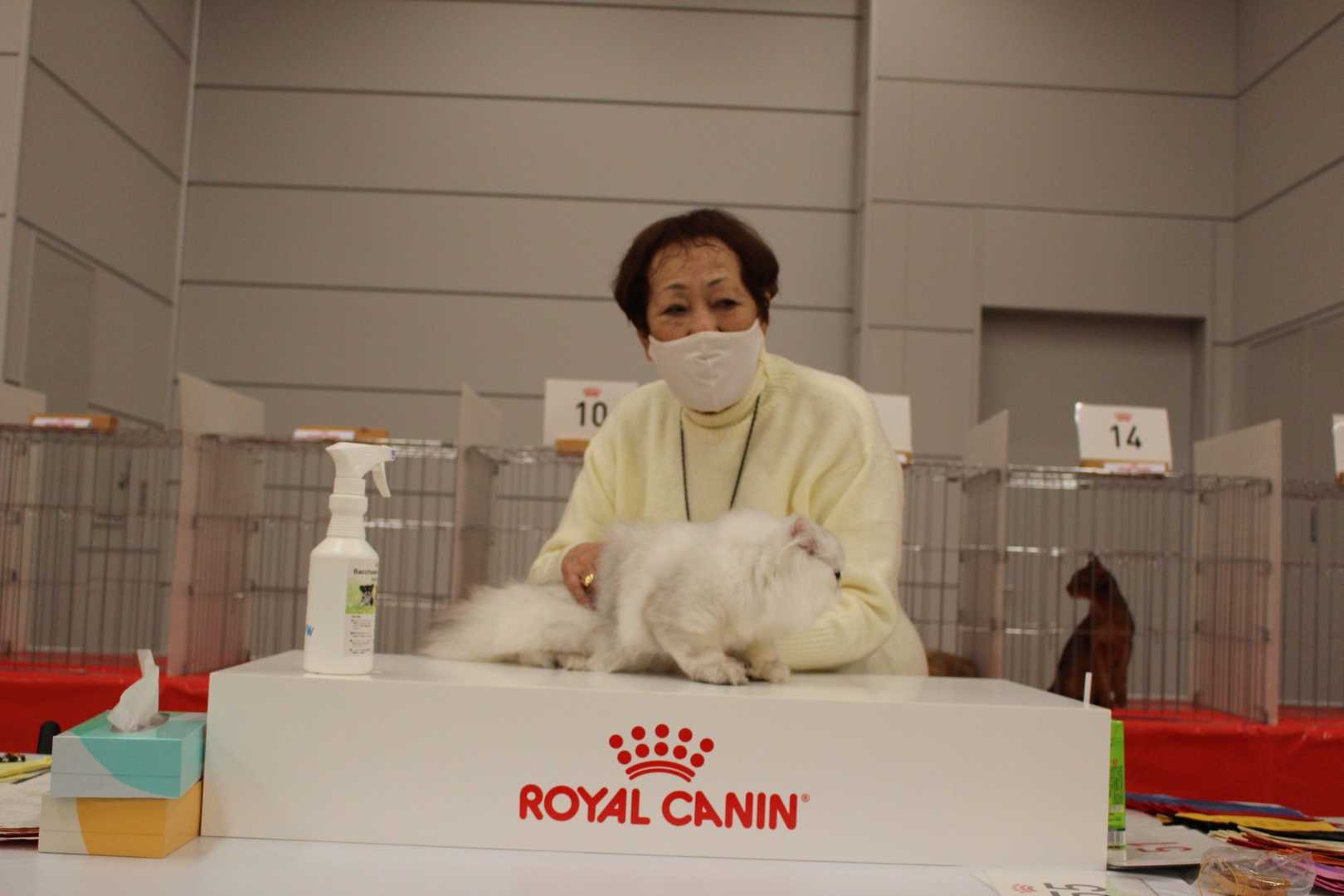 CFA JAPAN REGIONAL CAT SHOW Cattery PETITANGEのブログ 楽天ブログ
