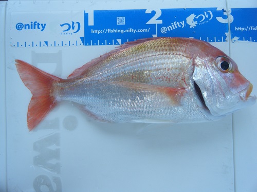 DSCF1871.JPG