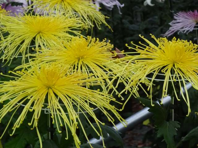 DSC06566_R.JPG
