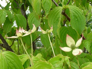 P1020498ss.jpg