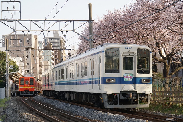 東武亀戸線 桜舞う 東あづま界隈3