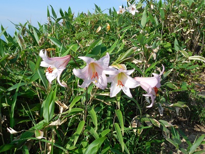 白木峰５.jpg