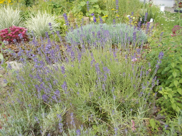 DSCN0590 (640x480).jpg