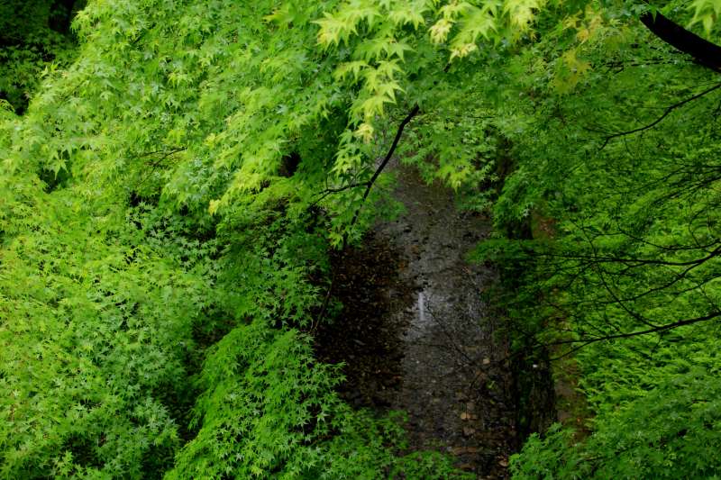 新緑の東福寺_003.jpg