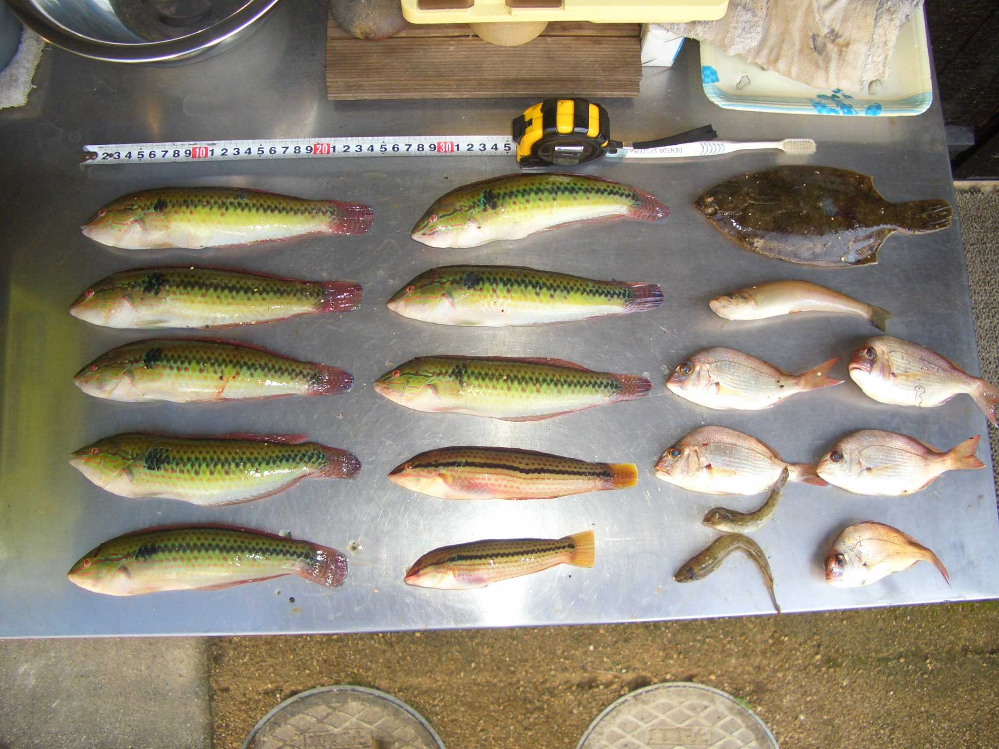 大物が大漁の海の分水嶺での釣 古民家ライフスタイル 楽天ブログ