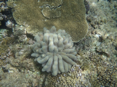 沖縄磯採集2013年7月下旬9　珊瑚礁　シュノーケリング