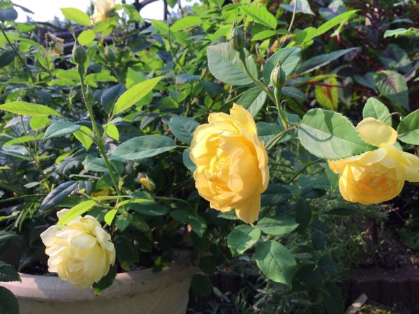 rblog-20170617232810-06.jpg