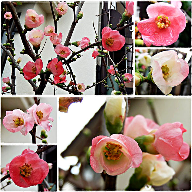 木瓜の花