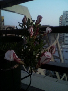 2013012017520000.jpg