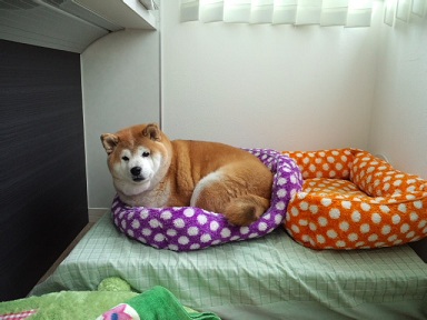 チャッピー.jpg