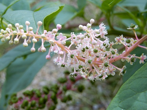 ヨウシュヤマゴボウ (2).JPG