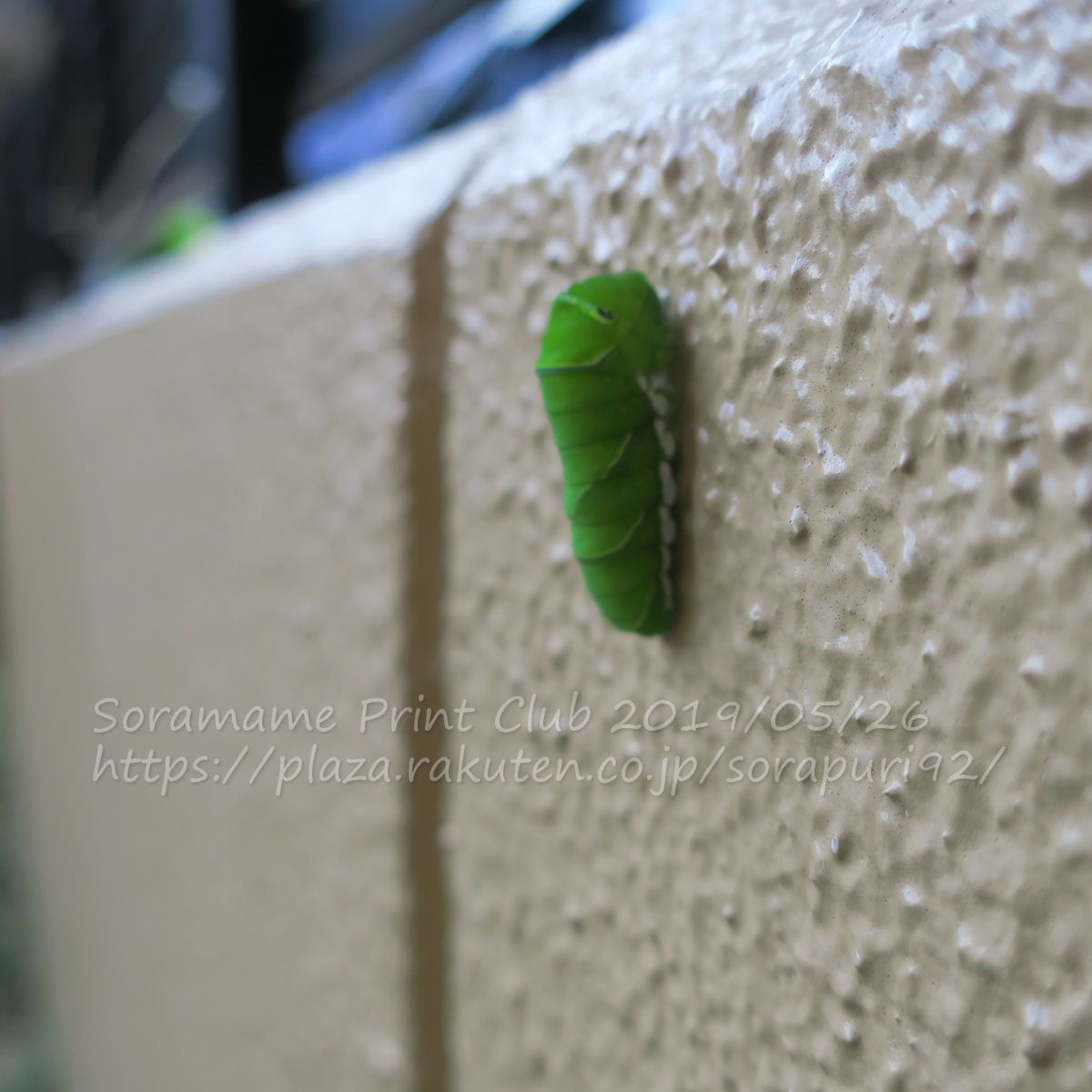 なんで、レモンの木で蛹にならないんだろうね…
