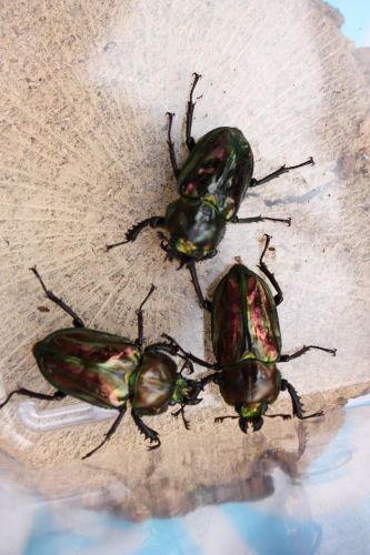 2015062503.JPG