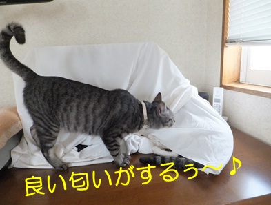 20120925_4.jpg