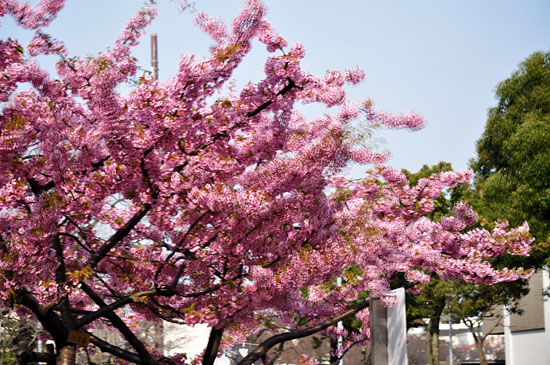 桜4