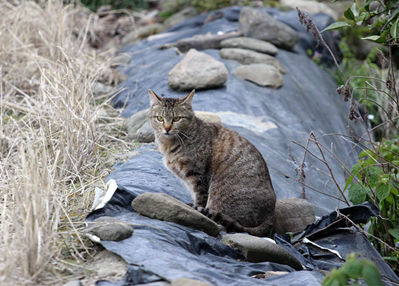 我が家のニャンコ♪2014/04/13-3