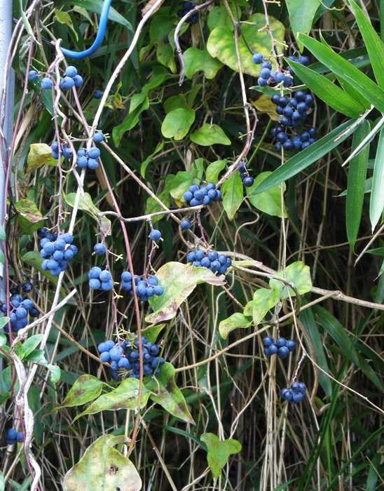 アオツヅラフジ房1