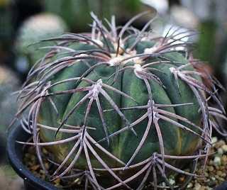 念願の猫爪天平丸 | ☆ガマンマの ニク・サボ栽培☆ - 楽天ブログ