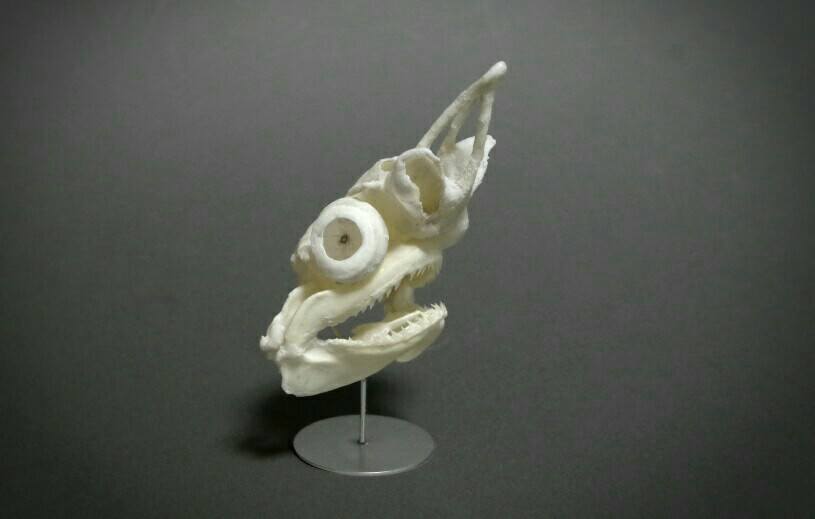 ヨシキリザメ子供の頭骨標本 | ☆ヨッキーのサメ好きブログ - 楽天ブログ