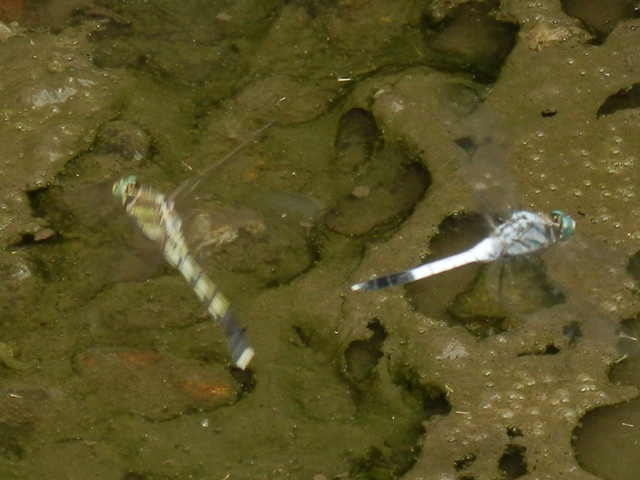しおからとんぼ♂♀　散歩道　P8280178.jpg