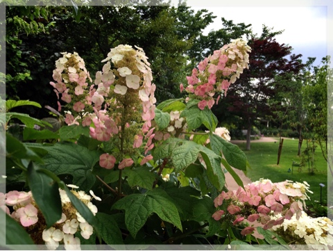 横浜イングリッシュガーデン