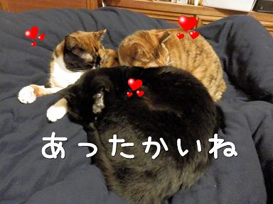 あったかい９.JPG